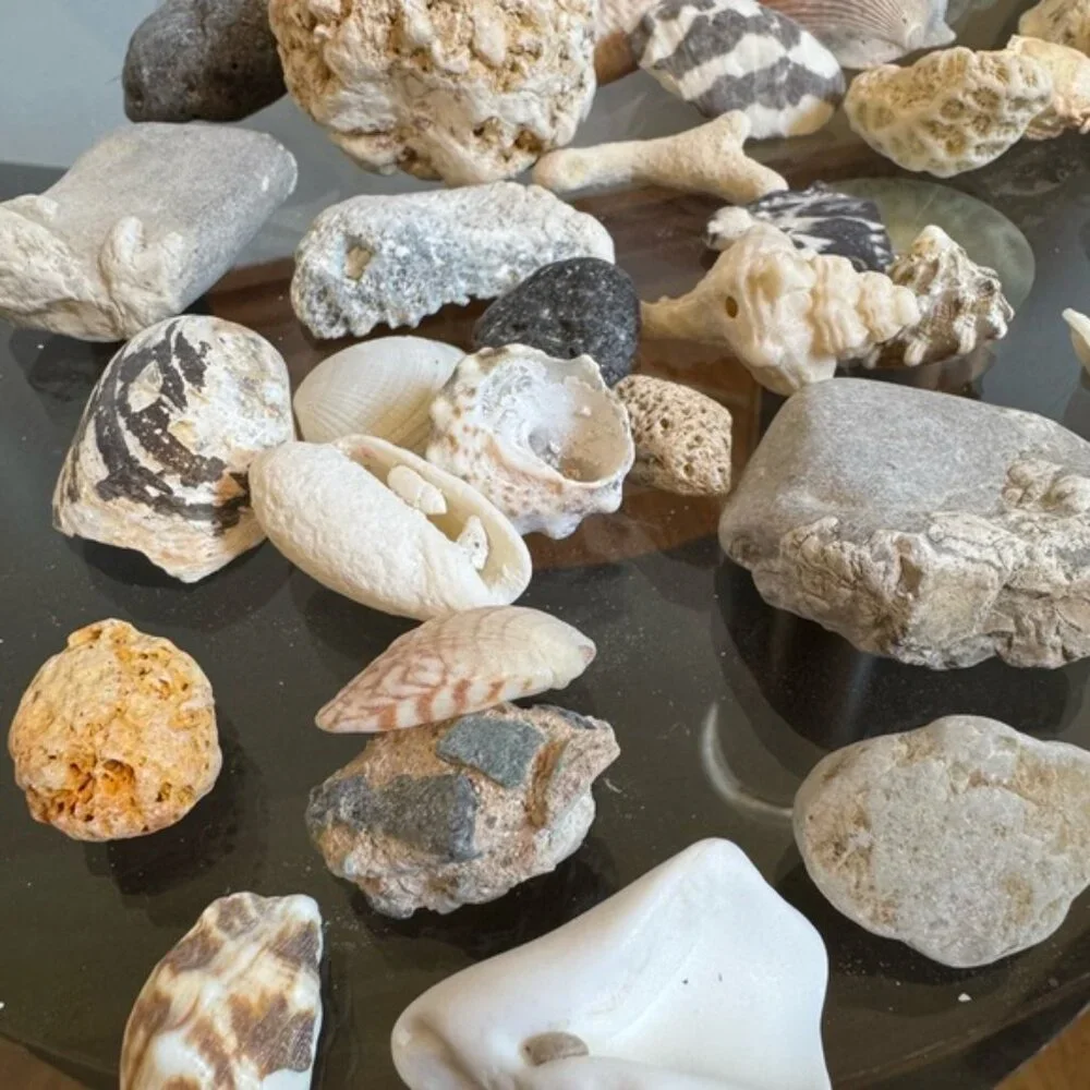 Kids Science Discovery Investigation Assorted Seashell Rocks Collection - Picture 2 of 3